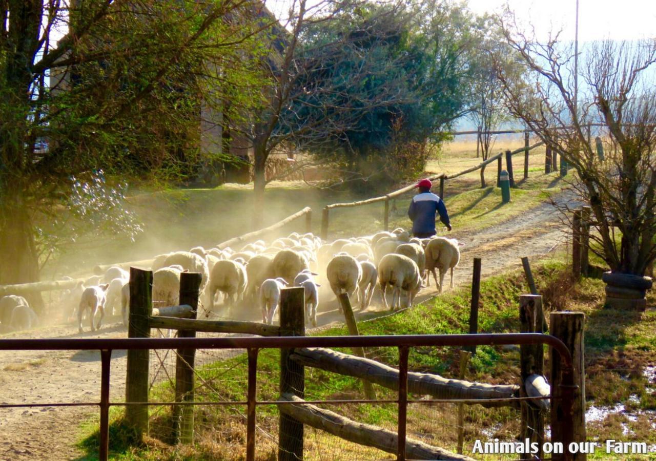 Ardmore Guest Farm Champagne Valley Dış mekan fotoğraf